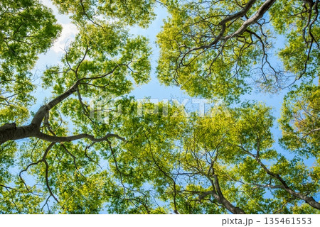 自然のデザイン《新緑の森》 135461553