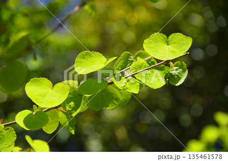 新緑が美しいカツラの葉っぱ 135461578