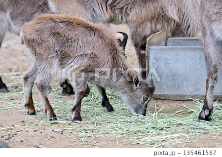ヒマラヤタールの子供 135461587