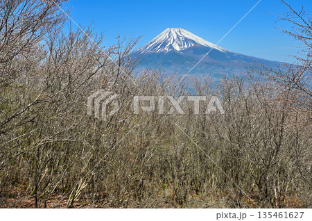 愛鷹山塊の越前岳 富士見台に咲くマメザクラにる富士山 愛鷹山塊の越前岳 富士見台に咲くマメザクラにる富士山 135461627
