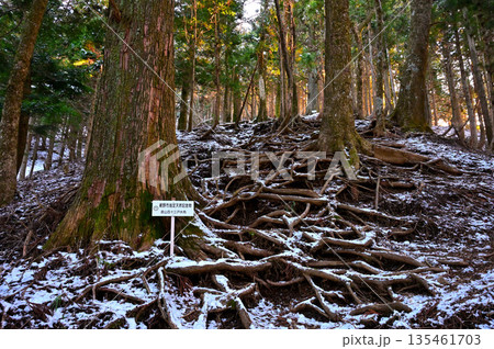 愛鷹山塊の黒岳　裾野市指定天然記念物　黒岳の自然杉群落 135461703