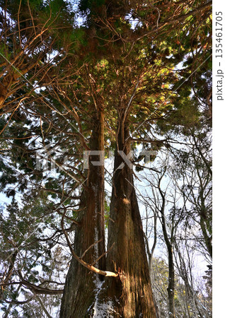 愛鷹山塊の黒岳　裾野市指定天然記念物　冬の朝日さしこむ黒岳の自然杉 135461705