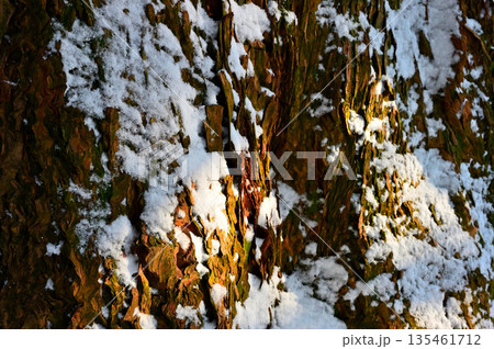 愛鷹山塊の黒岳　雪の黒岳の自然杉の樹皮 135461712