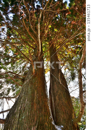 愛鷹山塊の黒岳　裾野市指定天然記念物　冬の朝日さしこむ黒岳の自然杉 135461713