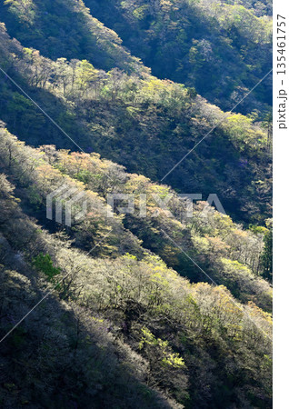 愛鷹山塊の蓬莱岳（蓬莱山）山頂より　点在する山地の新緑 135461757