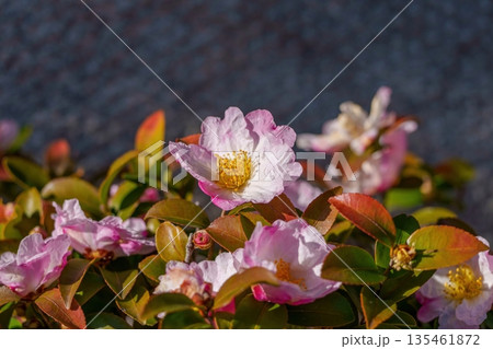 柔らかな光を浴びるサザンカの可憐な花びら。ボケ味を活かした自然の背景素材。 135461872