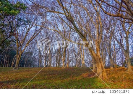 冬の公園の木立に差し込む黄金色の光 静寂な自然の背景素材 135461873