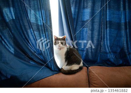 窓辺の猫 135461882