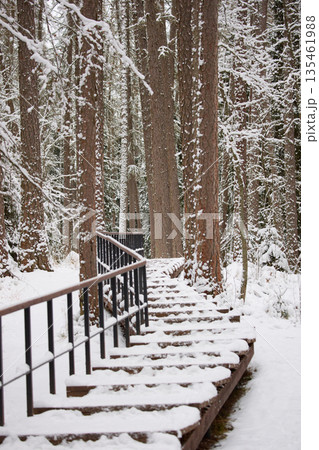 snow-covered environmental pathway in a deciduous grove in a snowy forest, trees under the snow in the forest, peace and quiet, without people snow-covered environmental pathway in a deciduous grove in a snowy forest, trees under the snow in the forest, peace and quiet, without people 135461988