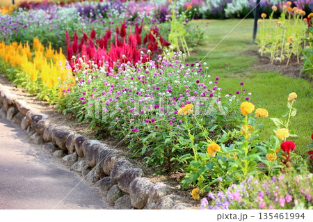 爽やか　センニチコウの花 135461994
