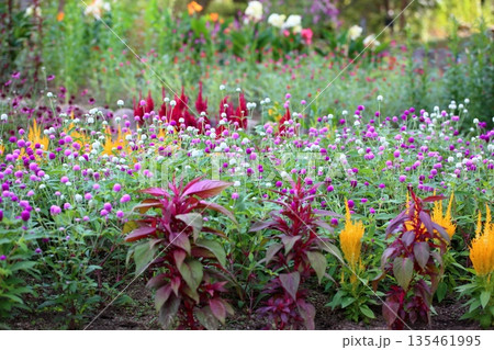 爽やか　センニチコウの花 135461995