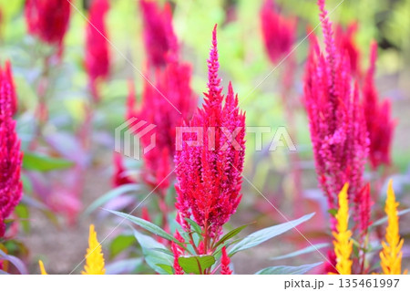 鮮やか　ケイトウの花 135461997