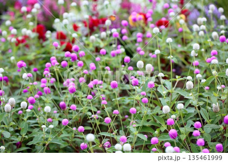 爽やか センニチコウの花 爽やか センニチコウの花 135461999