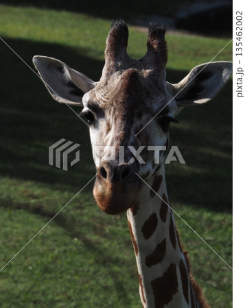 のんほいパークのキリン 135462002