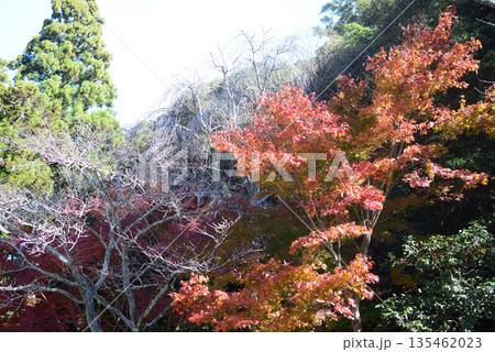 伊勢神宮内宮参道の紅葉-3 伊勢神宮内宮参道の紅葉-3 135462023
