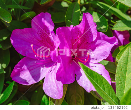 ツツジの花のある風景 ツツジの花のある風景 135462192