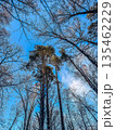 A low-angle view looking up through tall pine and bare winter trees to a brilliant blue sky. A beautiful, crisp day in the forest.. High quality photo 135462229