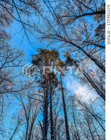 A low-angle view looking up through tall pine and bare winter trees to a brilliant blue sky. A beautiful, crisp day in the forest.. High quality photo 135462229