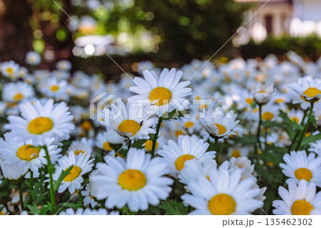 ヒナギクの白い花 135462302