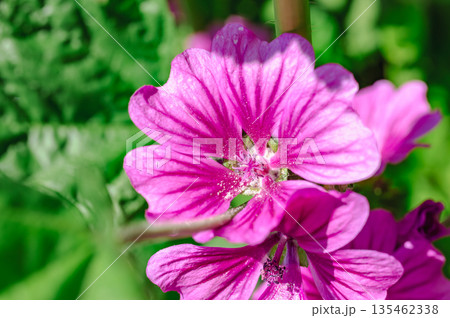 ピンクのゼニアオイの花が咲いています ピンクのゼニアオイの花が咲いています 135462338