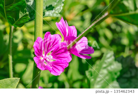 ピンクのゼニアオイの花が咲いています ピンクのゼニアオイの花が咲いています 135462343