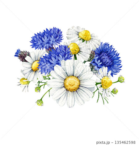 Chamomile flowers with blue cornflowers decor element vintage style watercolor illustration. Hand drawn cornflower and chamomile blossoms floral decoration isolated on white background Chamomile flowers with blue cornflowers decor element vintage style watercolor illustration. Hand drawn cornflower and chamomile blossoms floral decoration isolated on white background 135462598