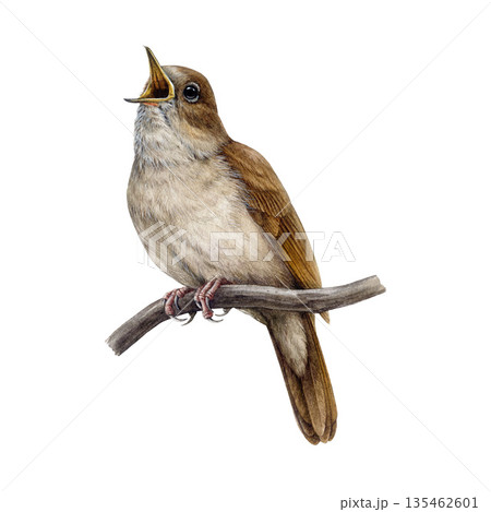 Nightingale bird on tree branch watercolor illustration. Hand drawn luscinia megarhynchos European wildlife forest songbird perched on a twig. Singing nightingale isolated on white background Nightingale bird on tree branch watercolor illustration. Hand drawn luscinia megarhynchos European wildlife forest songbird perched on a twig. Singing nightingale isolated on white background 135462601