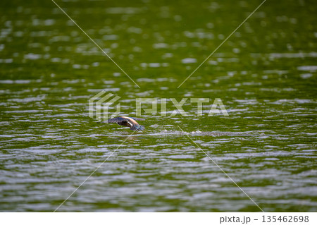 水平飛行最速のハリオアマツバメ 水平飛行最速のハリオアマツバメ 135462698