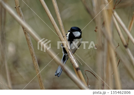 枯れた葦で採餌するシジュウカラ科シジュウカラ♂ 枯れた葦で採餌するシジュウカラ科シジュウカラ♂ 135462806