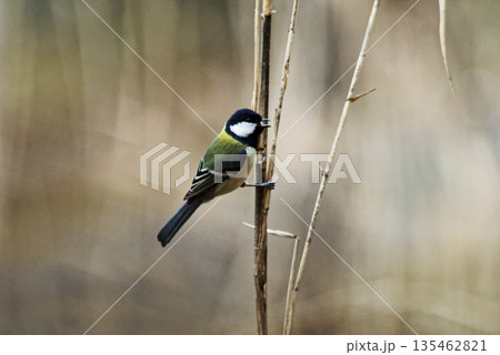 枯れた葦で採餌するシジュウカラ科シジュウカラ♂ 135462821