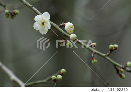 バラ科 白梅の開花 園芸品種青軸 バラ科 白梅の開花 園芸品種青軸 135462850