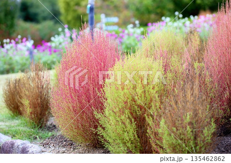 色づく コキア 紅葉 色づく コキア 紅葉 135462862