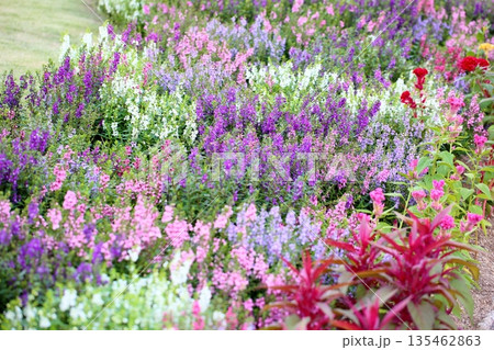 可愛い　アンゲロニアの花 135462863