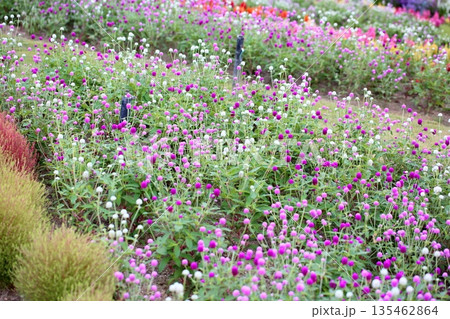爽やか センニチコウの花 爽やか センニチコウの花 135462864