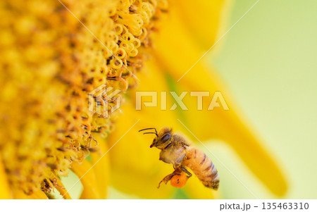ヒマワリの花に飛んできた一匹のミツバチ 135463310