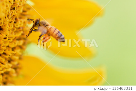 ヒマワリの花粉を集める一匹の飛んでいるミツバチ ヒマワリの花粉を集める一匹の飛んでいるミツバチ 135463311