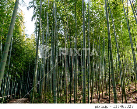 冬の孟宗竹林 135463325