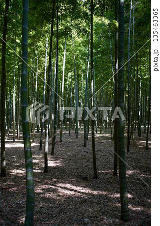 静かな竹林 静かな竹林 135463365