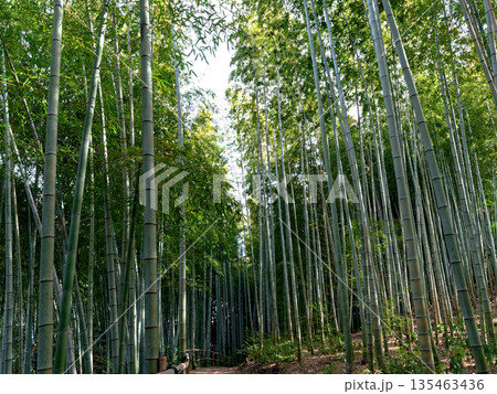冬の孟宗竹林 冬の孟宗竹林 135463436