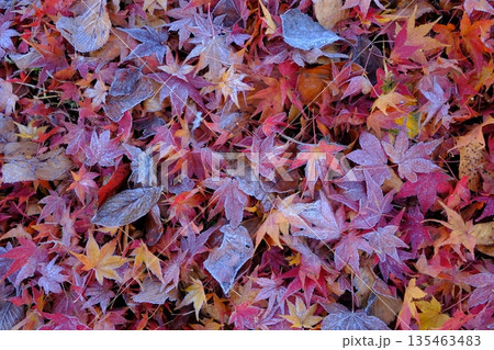 二十四節気の霜降の落葉イメージ素材 135463483