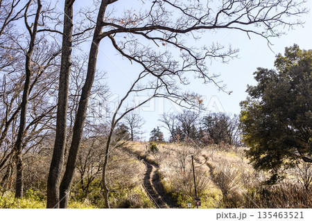冬の晴れた日の雑木林 135463521