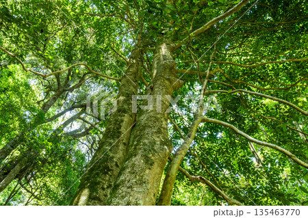 初夏の打吹山　タラヨウの大木1　鳥取県倉吉市 135463770