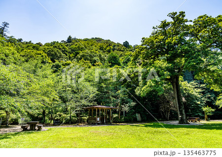初夏の打吹公園の椿の平と打吹山1 鳥取県倉吉市 初夏の打吹公園の椿の平と打吹山1 鳥取県倉吉市 135463775