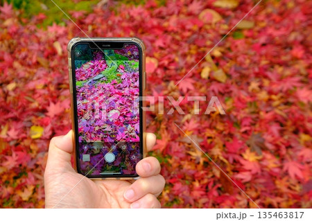 紅葉のスマホ記念撮影 紅葉のスマホ記念撮影 135463817