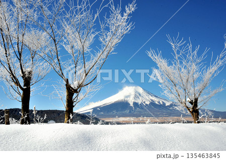 雪原に霧氷の木々青空に厳冬期の積雪富士山 雪原に霧氷の木々青空に厳冬期の積雪富士山 135463845