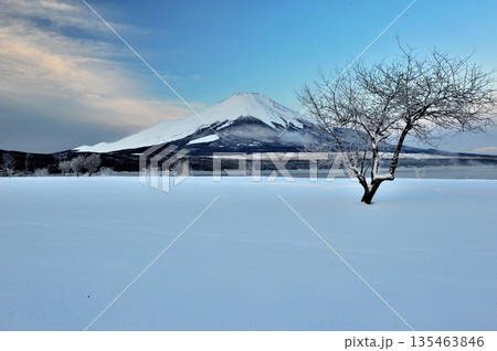 厳寒の早朝で雪原に一本の木と積雪の多い富士山 厳寒の早朝で雪原に一本の木と積雪の多い富士山 135463846