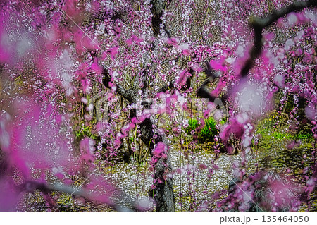 早春、京都の神社やお寺の境内や庭園では、梅の花が満開になります 早春、京都の神社やお寺の境内や庭園では、梅の花が満開になります 135464050