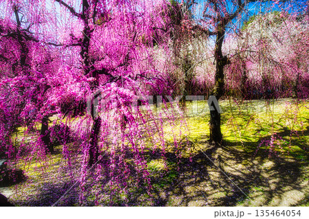 早春、京都の神社やお寺の境内や庭園では、梅の花が満開になります 135464054