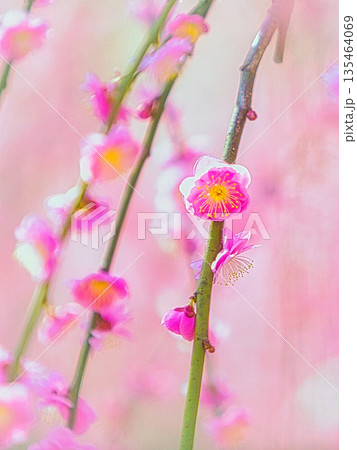 早春、京都の神社やお寺の境内や庭園では、梅の花が満開になります 135464069
