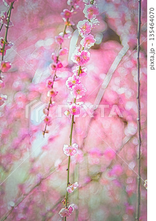 早春、京都の神社やお寺の境内や庭園では、梅の花が満開になります 135464070